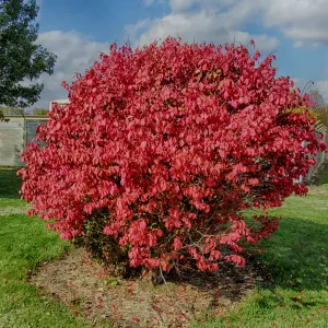 Brighten Your Landscape with Vibrant Euonymus Alatus: Get Your Burning Bush Plant Today!