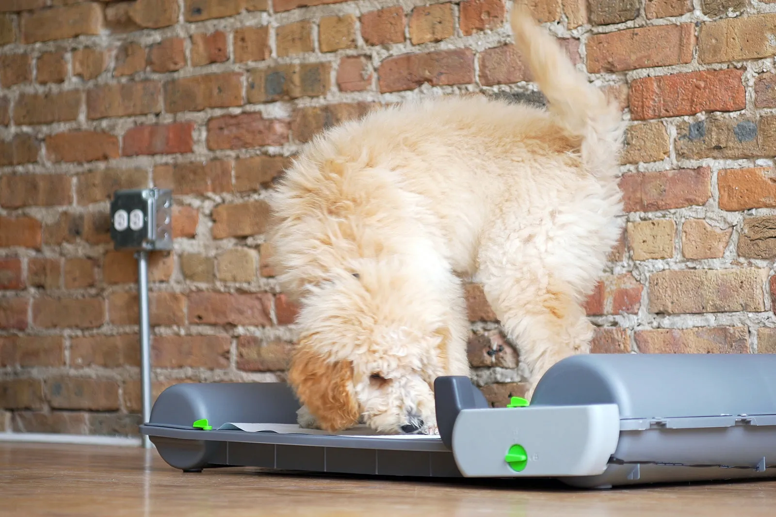 BrilliantPad Smart Dog Potty