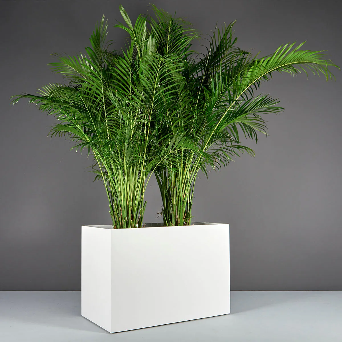 Brisbane Wide Rectangular Planter