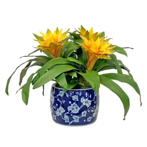 Bromeliad in Blossom Planter 20"