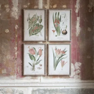 Brook Set of 4 Red Botanical Framed Prints