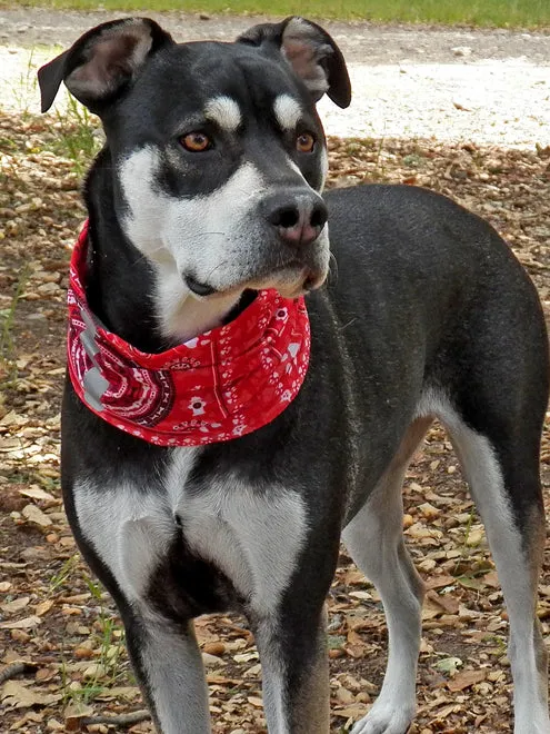 BUFF DOG NECKWEAR