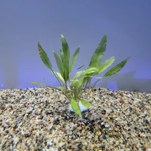 Bunch Plant - Cryptocoryne wendtii 'Green'