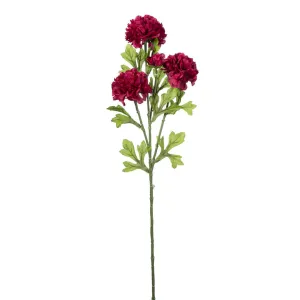 Burgundy Marigold Stem, 30in