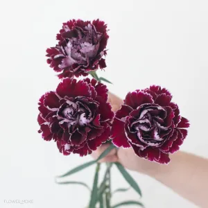 Burgundy Minerva Fancy Carnations