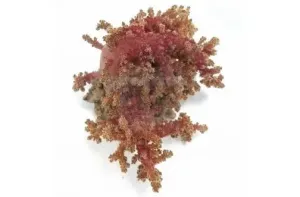 Bush Coral Red (Neospongodes spp)