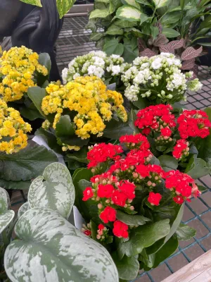 Calandiva Flowering Kalanchoe - Assorted Colors