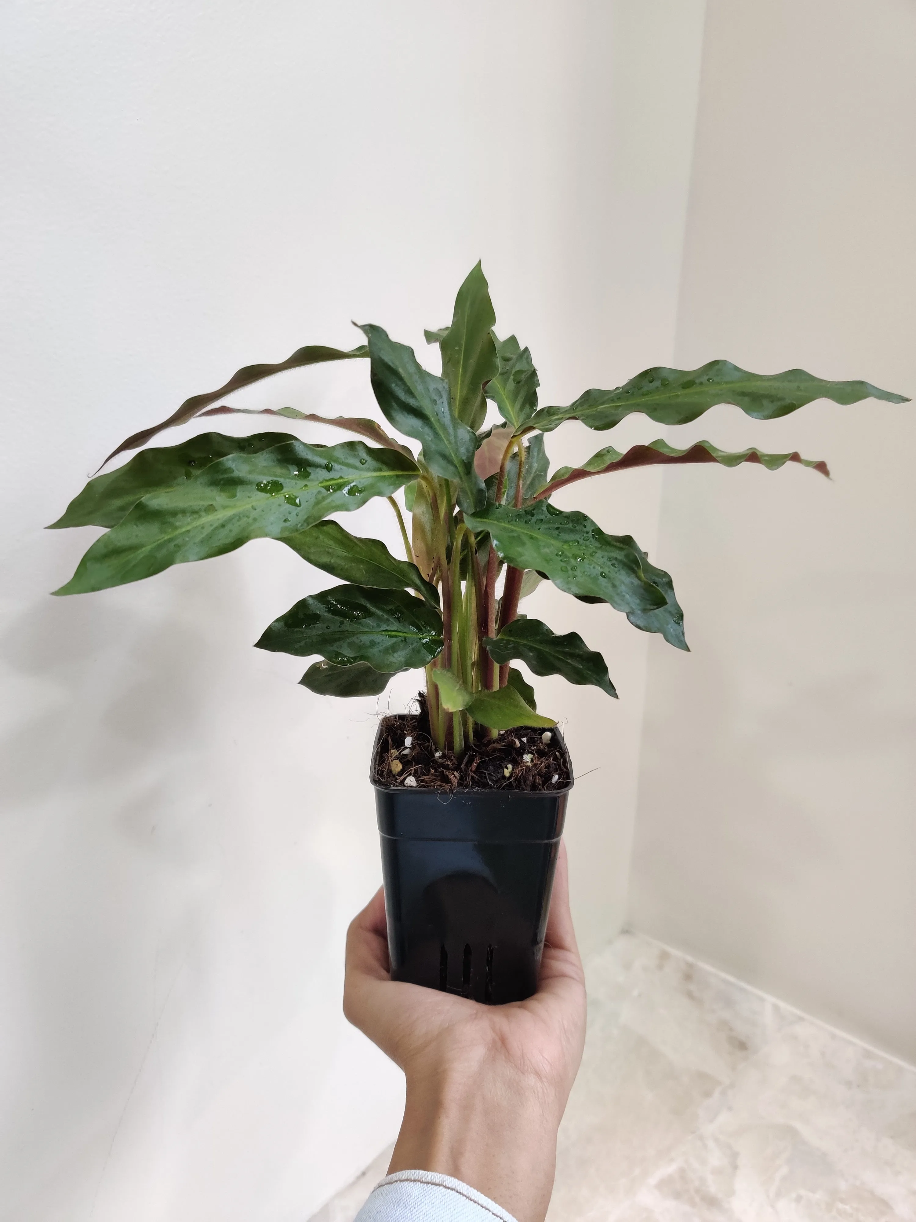 Calathea Rufibarba Plant Small