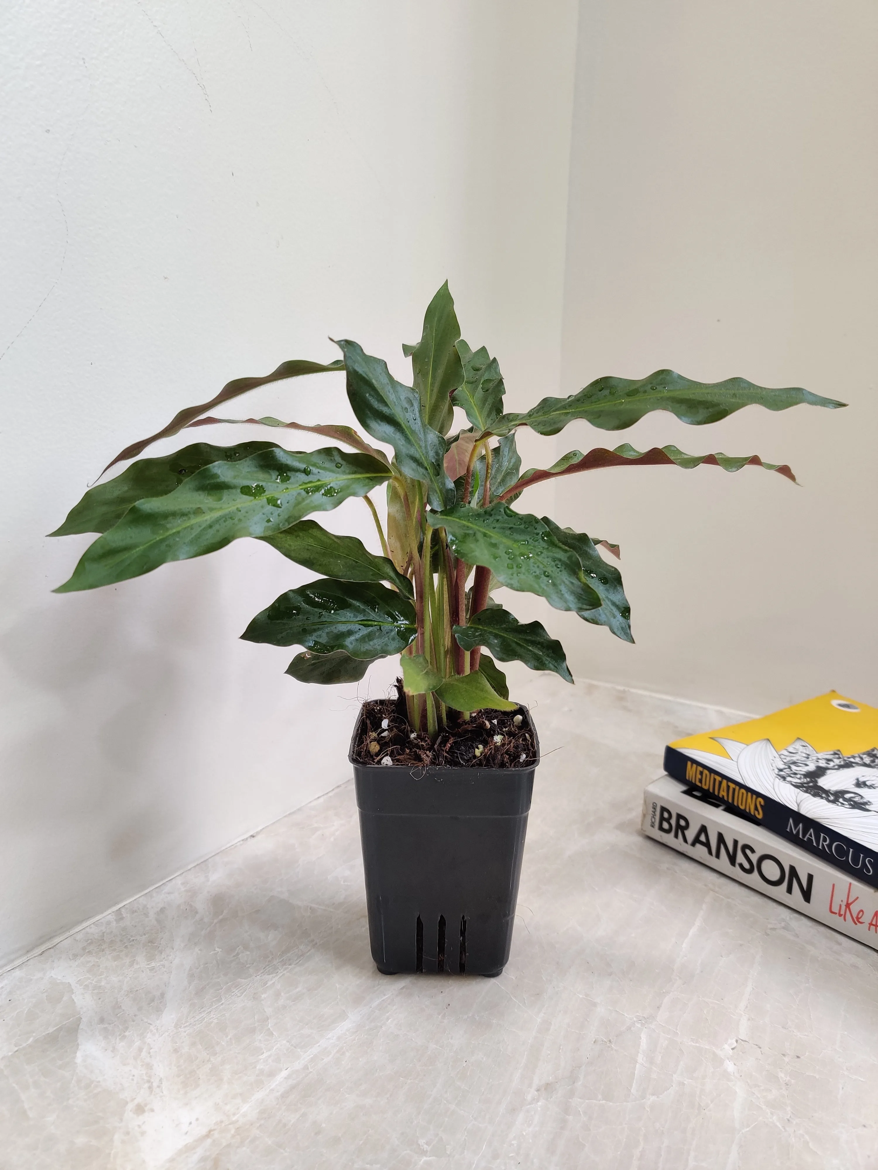 Calathea Rufibarba Plant Small