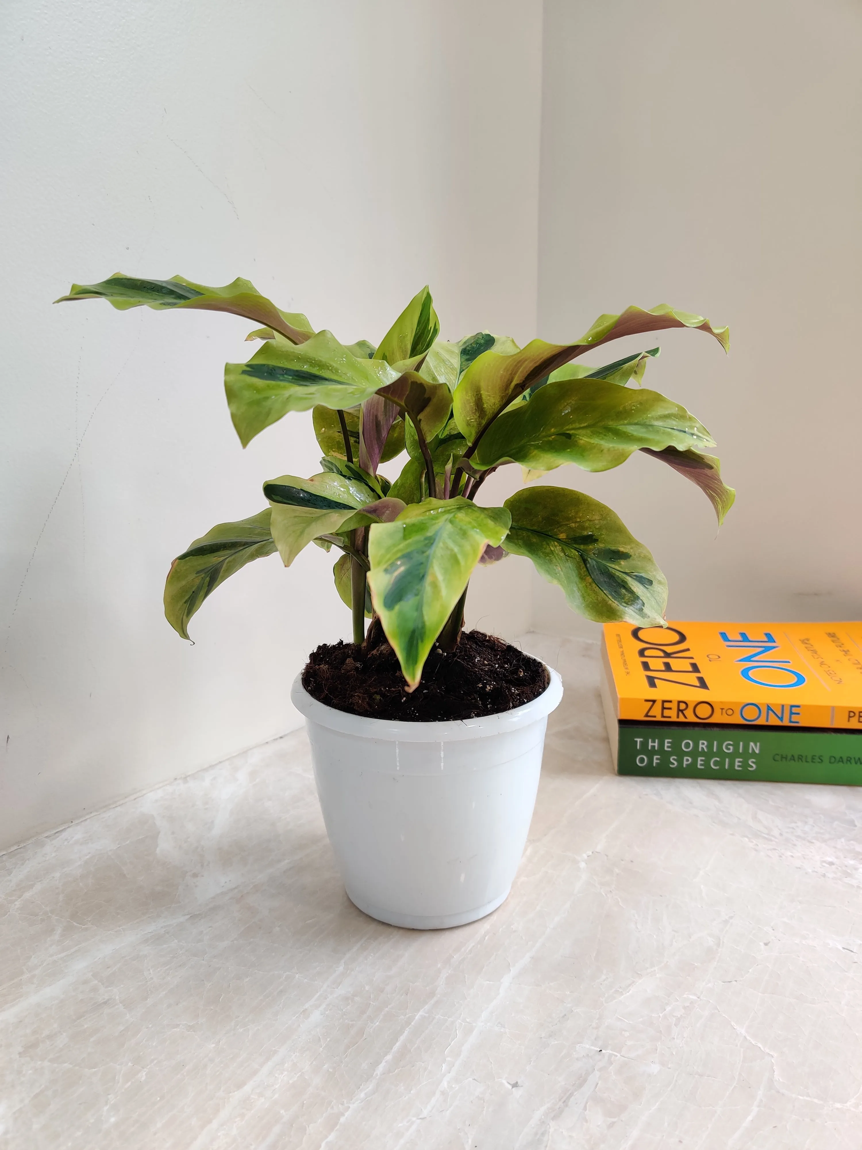 Calathea Yellow Fusion Plant