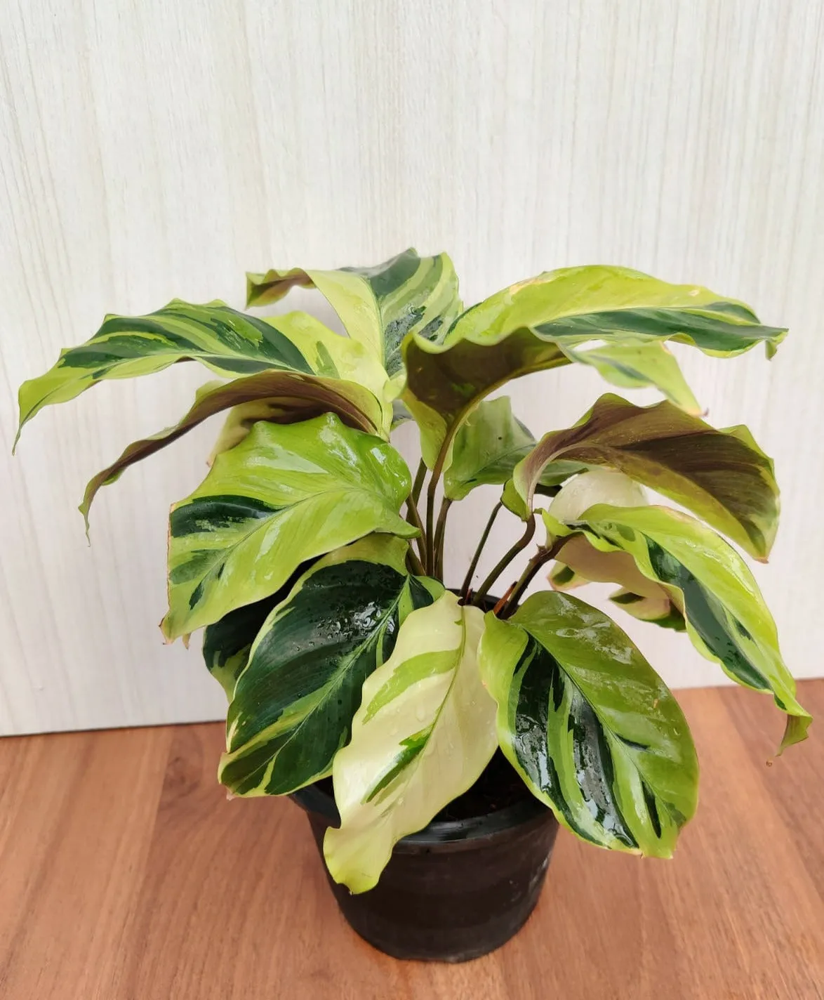 Calathea Yellow Fusion Plant