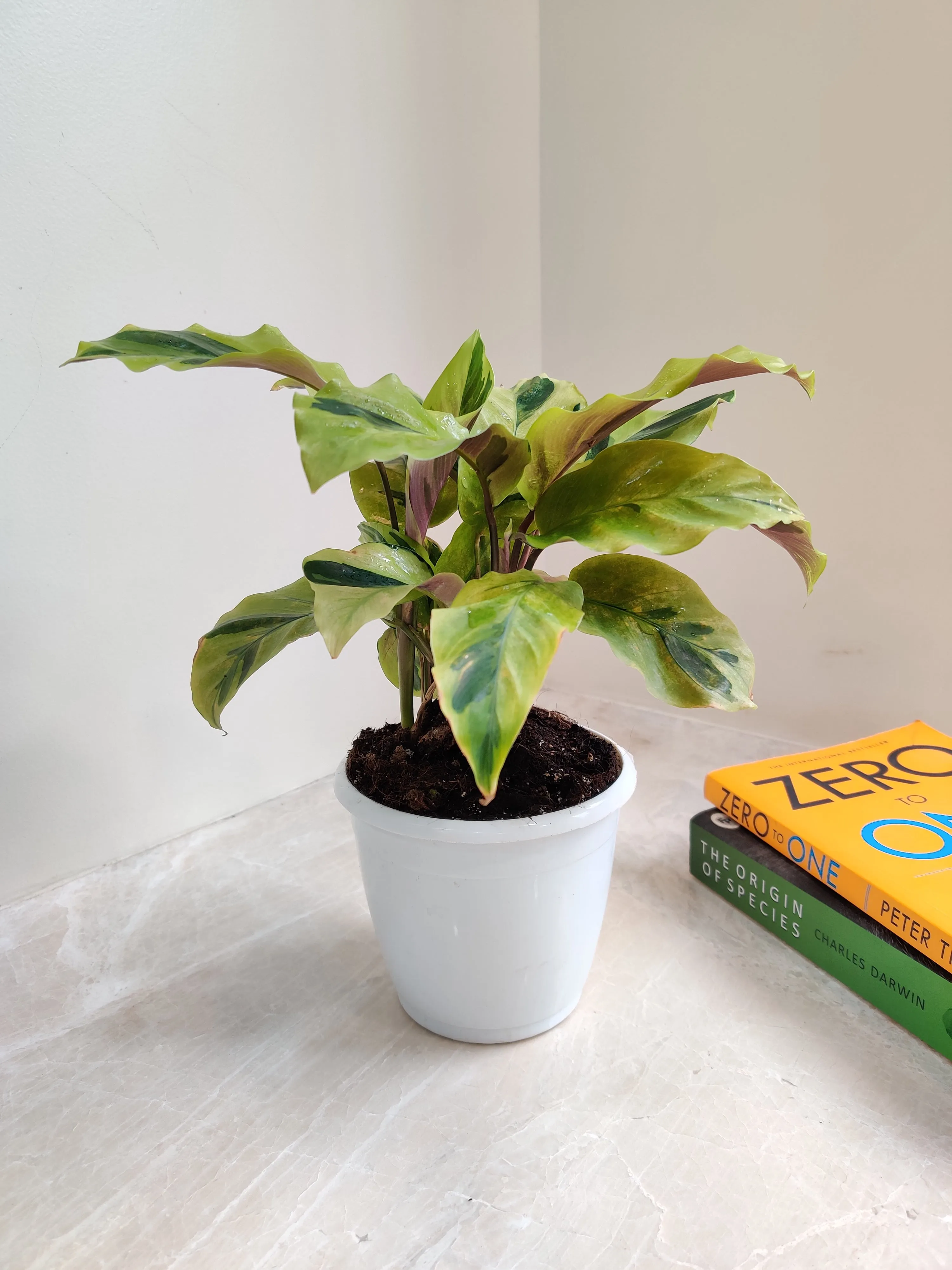 Calathea Yellow Fusion Plant