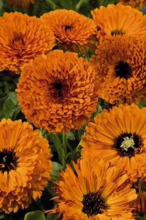 Calendula Touch of Red Orange Flower Seeds