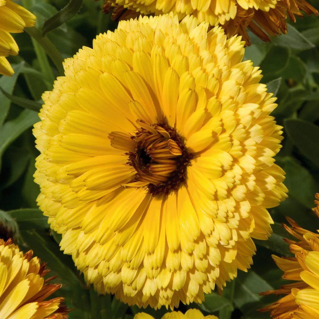 Calendula Touch of Red Yellow Flower Seeds