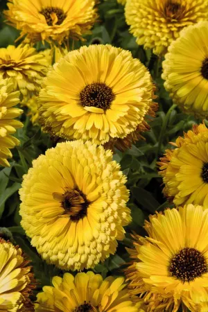 Calendula Touch of Red Yellow Flower Seeds