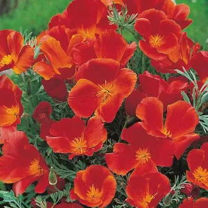 Californian Poppy Red Chief Seeds