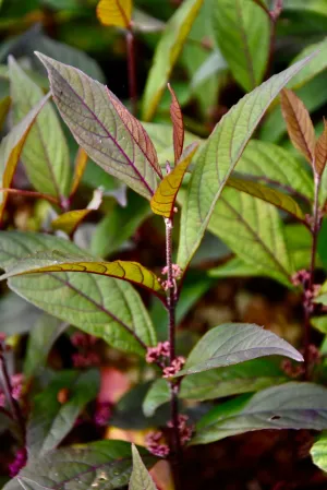 Callicarpa 'Pearl Glam' (Purple Leaf Beautyberry)