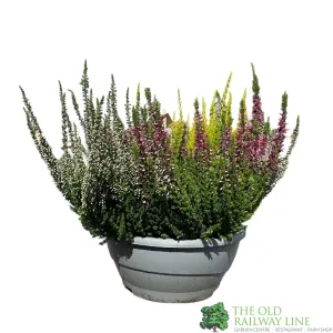 Calluna vulgaris (Beauty Ladies) Trio Bowl 23cm Pot