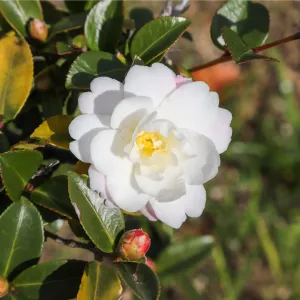 Camellia japonica White Swan 60cm