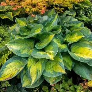 Captain Kirk Hosta