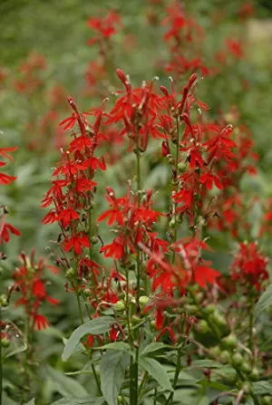 Cardinal Flower