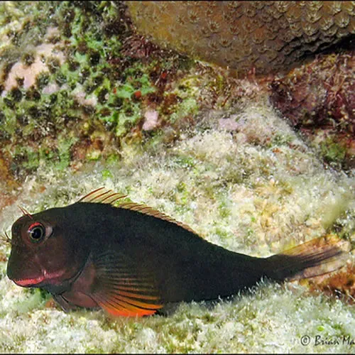 Caribbean Red Lip Blenny (Ophioblennius atlanticus)