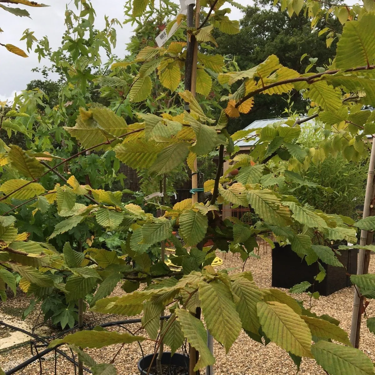 Carpinus betulus Rockhampton Red ='Lockglow' - 25 litre