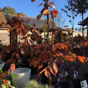 Carpinus betulus Rockhampton Red ='Lockglow' - 25 litre