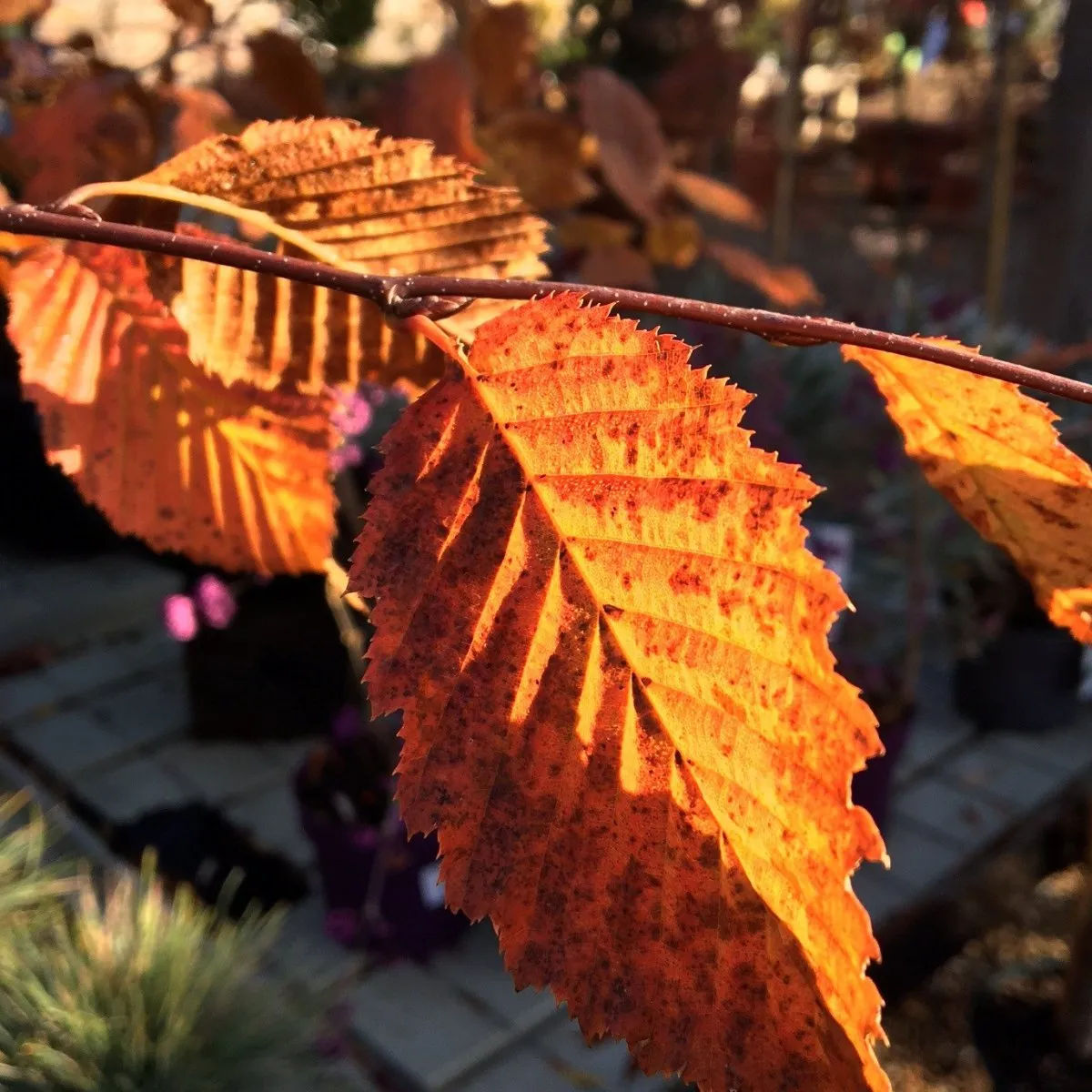 Carpinus betulus Rockhampton Red ='Lockglow' - 25 litre