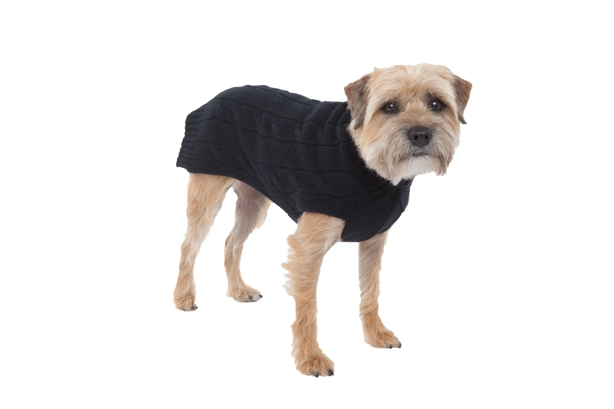 Cashmere Dog Solid Sweater - Black, Red & Orange