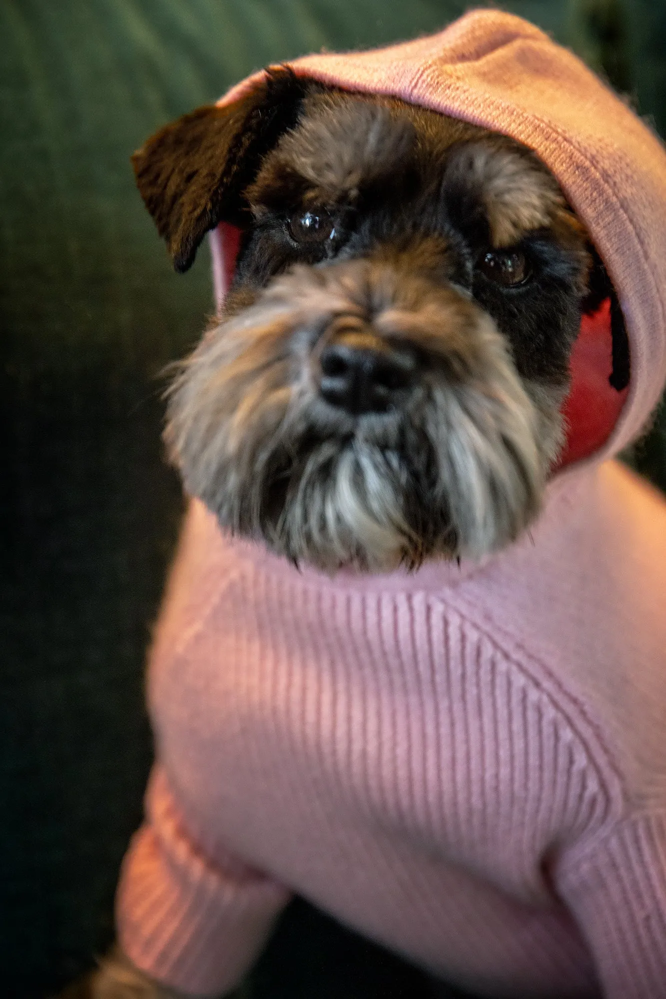 Cashmere Hooded Dog Sweater - Pink and Winter White