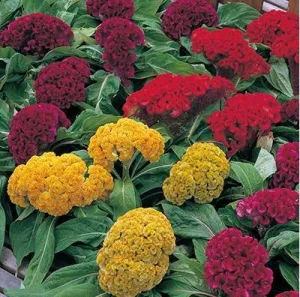 Celosia Cristata Armor Mix Flower Seeds