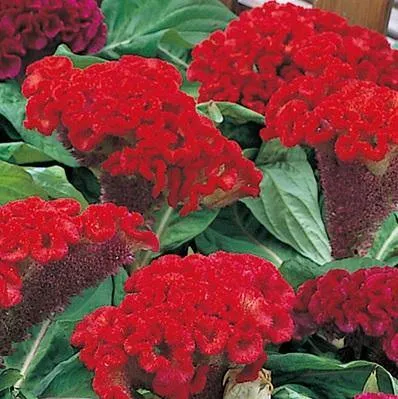 Celosia Cristata Armor Orange Flower Seeds