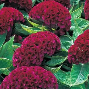 Celosia Cristata Armor Purple Flower Seeds