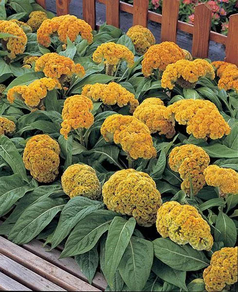 Celosia Cristata Armor Yellow Flower Seeds