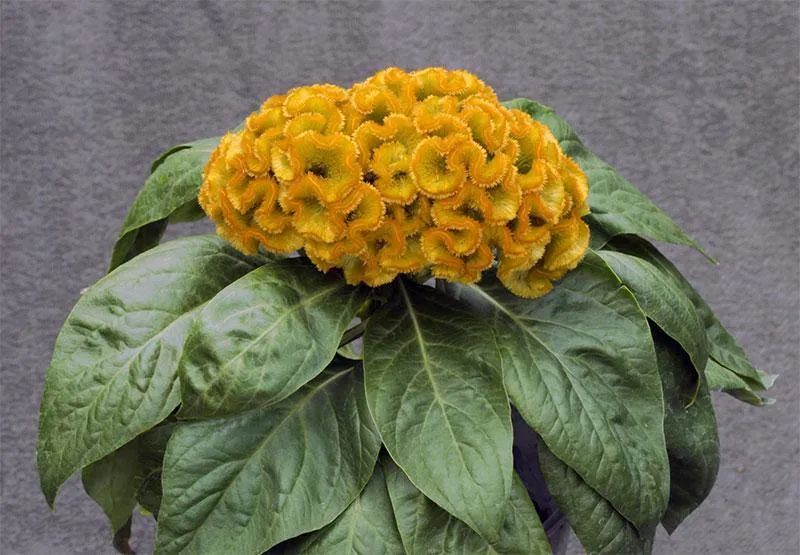 Celosia Cristata Armor Yellow Flower Seeds