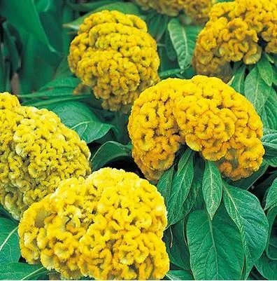 Celosia Cristata Armor Yellow Flower Seeds