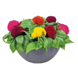 Celosia Cristata Brainiac Mix Flower Seeds