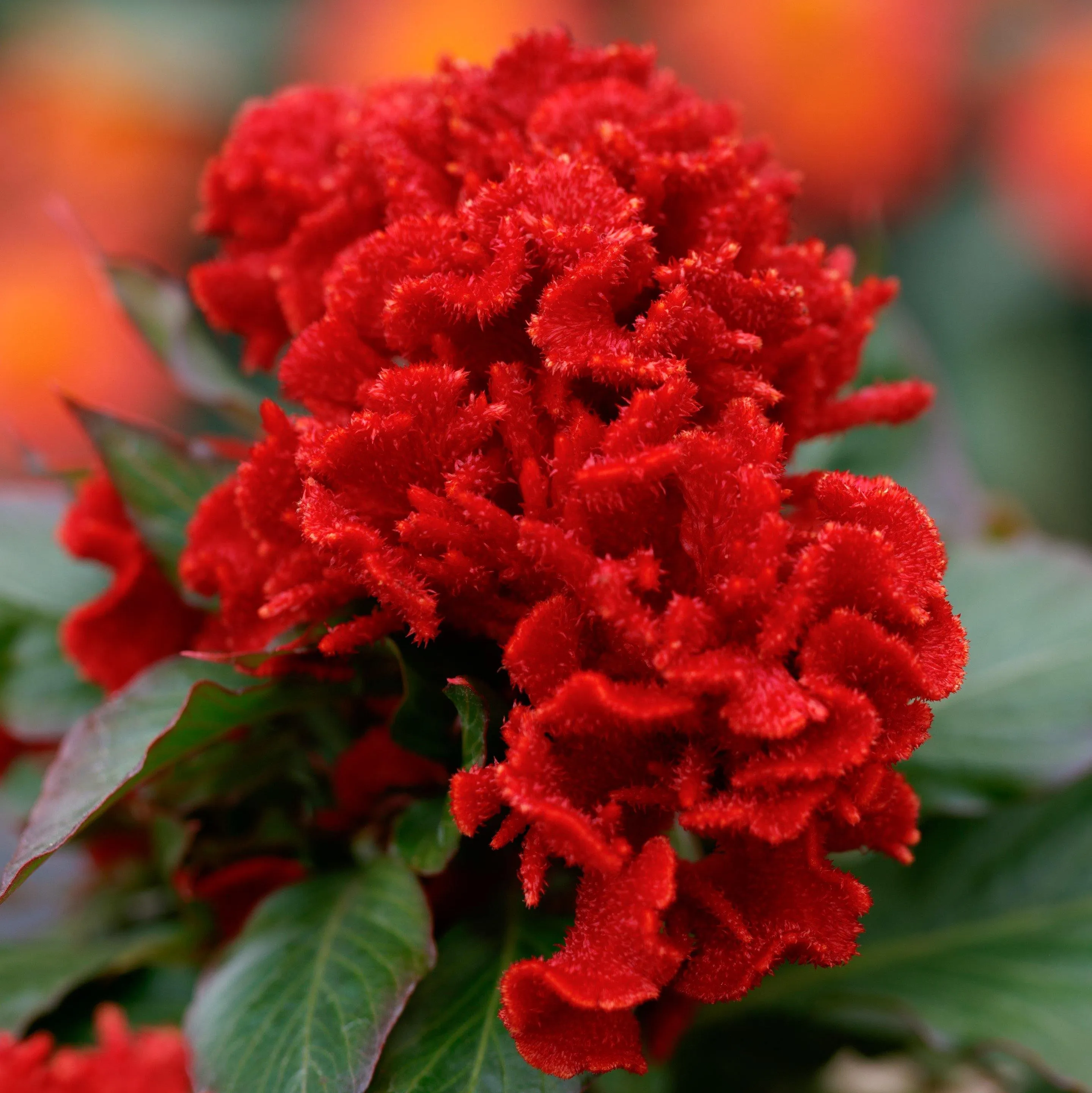 Celosia Cristata Chief Red Flower Seeds