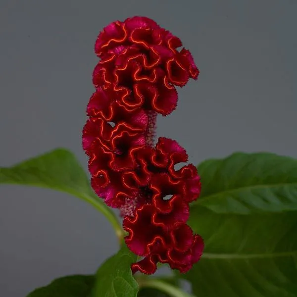 Celosia Cristata Neo Red Flower Seeds