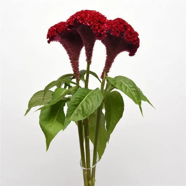 Celosia Cristata Neo Red Flower Seeds