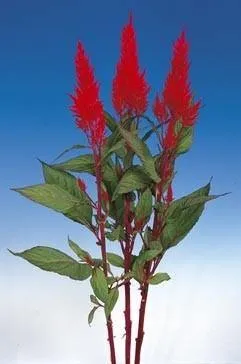 Celosia Plumosa Century Red Flower Seeds