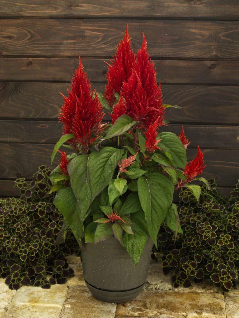 Celosia Plumosa Century Red Flower Seeds