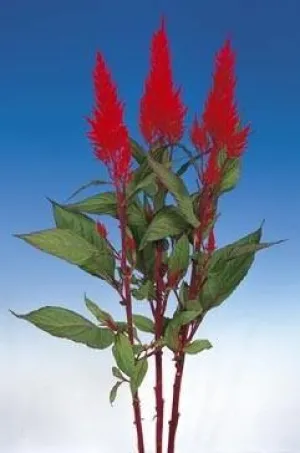 Celosia Plumosa Century Red Flower Seeds