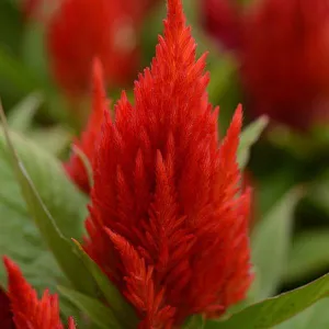 Celosia Plumosa First Flame Scarlet Flower Seeds