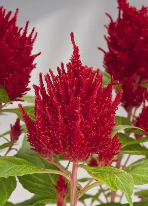 Celosia Plumosa Glorious Red Flower Seeds