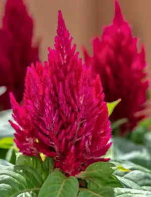 Celosia Plumosa Kimono Cherry Red Flower Seeds