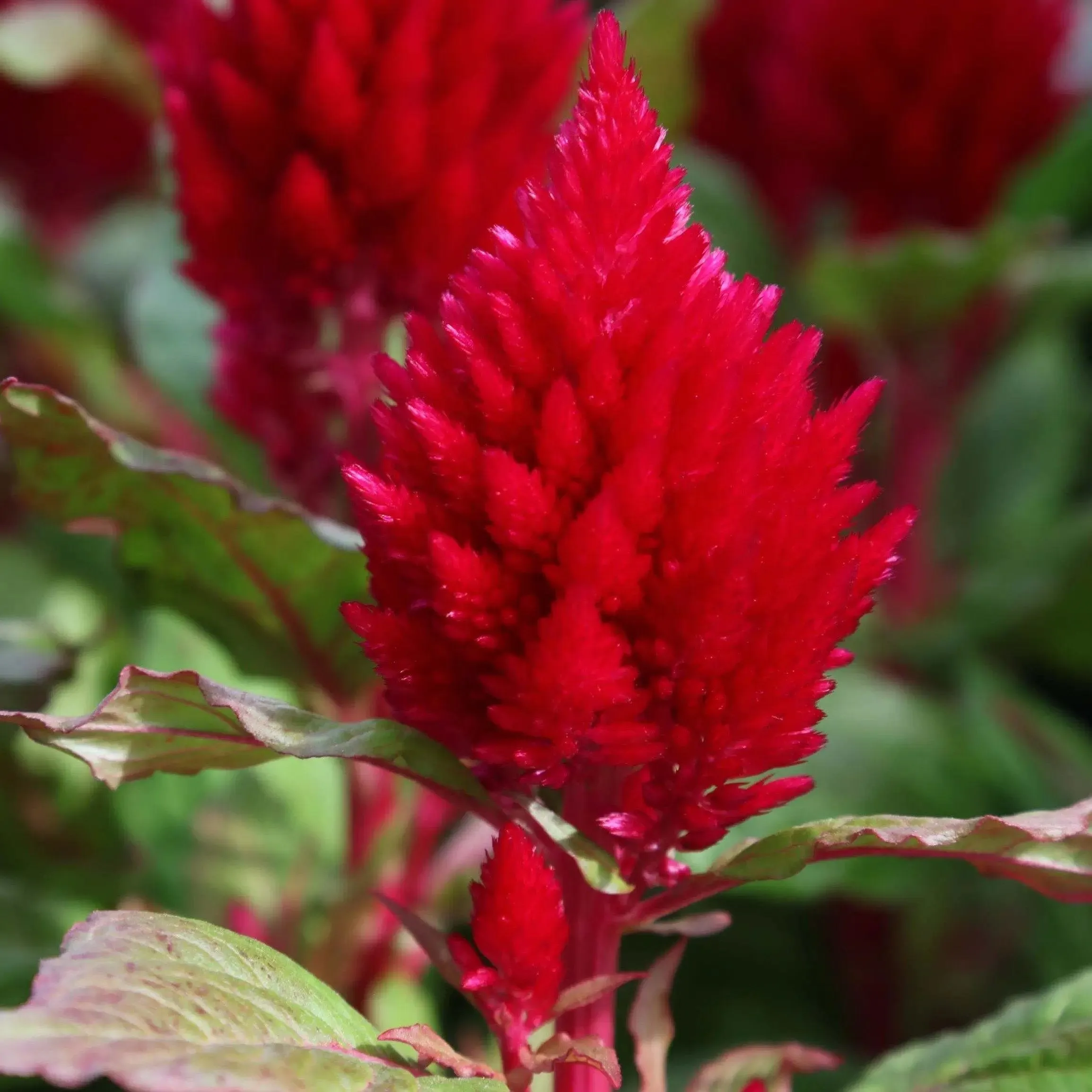 Celosia Plumosa Kimono Red Flower Seeds