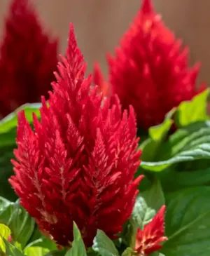 Celosia Plumosa Kimono Scarlet Flower Seeds