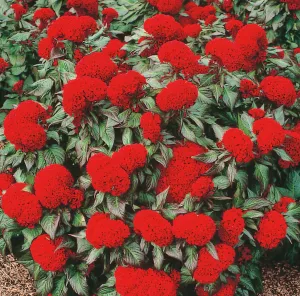 Celosia Plumosa Prestige Scarlet Flower Seeds